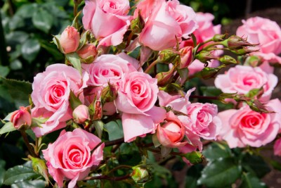 あなたの恋愛の可能性を探る夢占い心理テスト　「花」からイメージしたものは何？