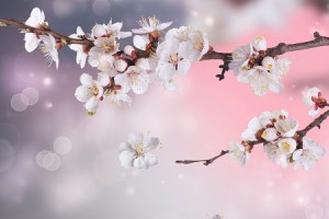 願いがかなうかがわかる、桜の花びら占い