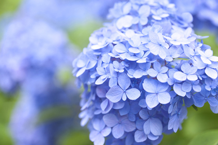 恋の月6月は「アジサイ」で恋愛運アップ！　風水師オススメの開運待ち受け