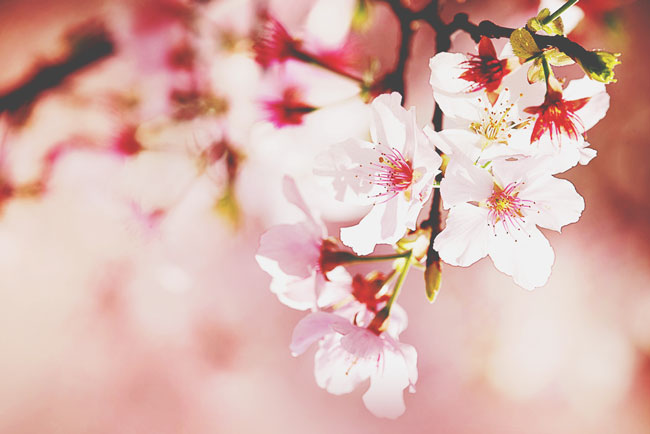 【開運壁紙】3月は出会いと恋の月「桜」の壁紙で恋を開花させよう！