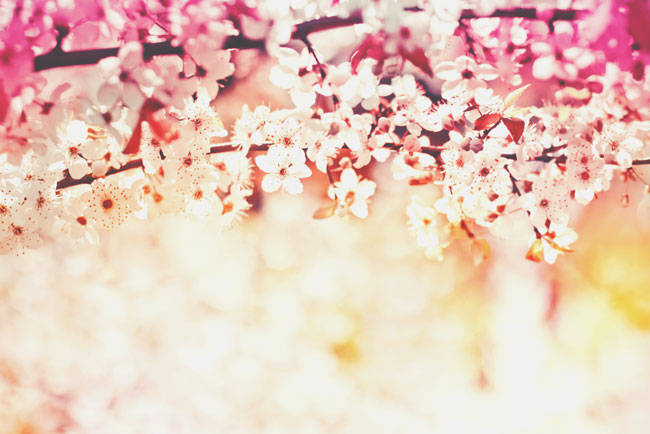【心理テスト】桜、藤、つつじ……惹かれる春の花でわかるあなたが夢中になる恋愛 【心理テスト】桜、藤、つつじ……惹かれる春の花でわかるあなたが夢中になる恋愛