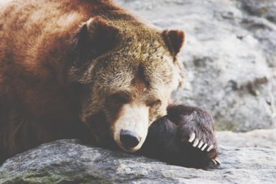 【心理テスト】クマの行動でわかるヒステリー傾向