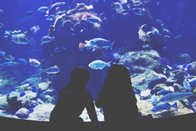 【心理テスト】水族館の魚が教える、ストレスを解き放つメッセージ